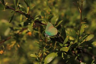 Zmrt (Callophrys rubi)