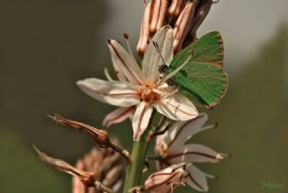Zmrt (Callophrys rubi)
