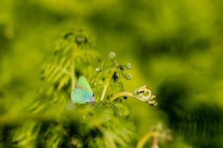 Z�mr�t&nbsp;(Callophrys&nbsp;rubi)