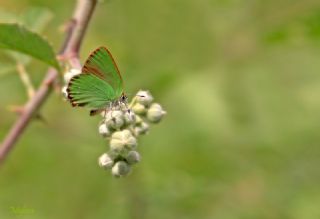 Zmrt (Callophrys rubi)