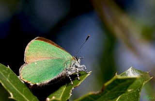 Zmrt (Callophrys rubi)