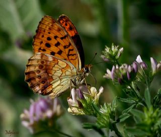 Brtlen Brentisi (Brenthis daphne)