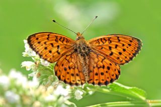 B���rtlen Brentisi&nbsp;(Brenthis&nbsp;daphne)