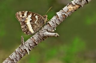 Kara Murat (Brintesia  circe)