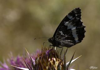Kara Murat (Brintesia  circe)