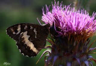 Kara Murat (Brintesia  circe)