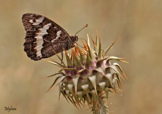 Kara Murat (Brintesia  circe)