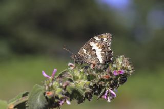 Kara Murat (Brintesia  circe)