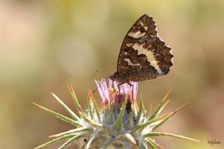 Kara Murat (Brintesia  circe)