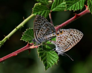 Mavi Zebra (Leptotes pirithous)