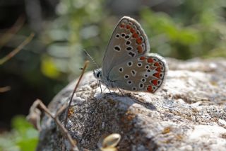 okgzl Meneke Mavisi (Polyommatus thersites)