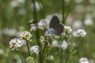 okgzl Meneke Mavisi (Polyommatus thersites)