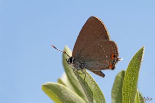 Minik Sevbeni (Satyrium acaciae)