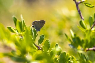 Minik Sevbeni (Satyrium acaciae)