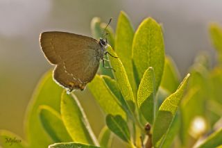 Minik Sevbeni&nbsp;(Satyrium&nbsp;acaciae)