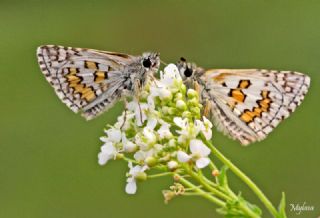 Sar Bandl Zpzp (Pyrgus sidae)