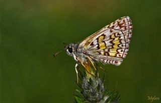 Sarbandl Zpzp (Pyrgus sidae)