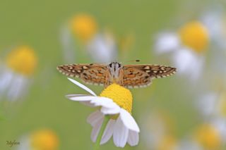 Sarbandl Zpzp (Pyrgus sidae)