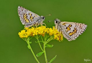 Sar Bandl Zpzp (Pyrgus sidae)