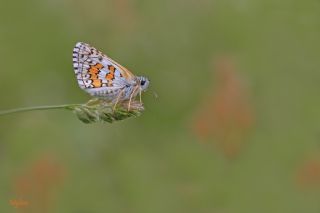 Sar Bandl Zpzp (Pyrgus sidae)