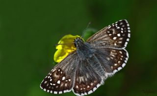 Sar Bandl Zpzp (Pyrgus sidae)