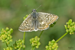 Sar� Bandl� Z�pz�p&nbsp;(Pyrgus&nbsp;sidae)