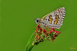 Sar Bandl Zpzp (Pyrgus sidae)