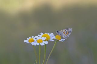 Sarbandl Zpzp (Pyrgus sidae)