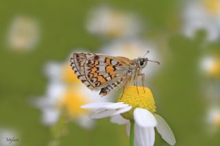 Sarbandl Zpzp (Pyrgus sidae)