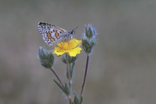 Sar� Bandl� Z�pz�p&nbsp;(Pyrgus&nbsp;sidae)