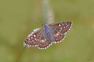Sar Bandl Zpzp (Pyrgus sidae)