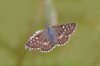 Sarbandl Zpzp (Pyrgus sidae)