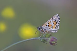 Sarbandl Zpzp (Pyrgus sidae)