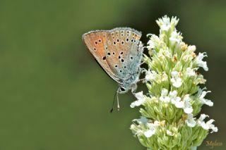 Ate� Bak�r G�zeli&nbsp;(Lycaena&nbsp;candens)