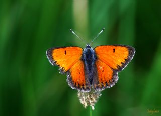 Ate Bakr Gzeli (Lycaena candens)