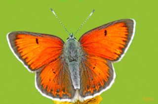 Ate Bakr Gzeli (Lycaena candens)