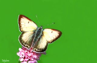 Ate Bakr Gzeli (Lycaena candens)