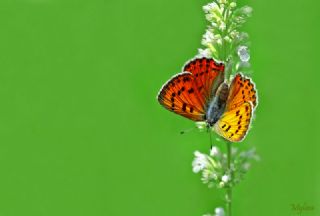 Ate� Bak�r G�zeli&nbsp;(Lycaena&nbsp;candens)