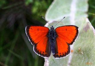 Ate Bakr Gzeli (Lycaena candens)