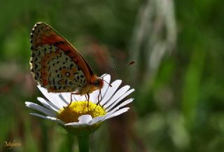 Trkistan parhan (Melitaea arduinna)