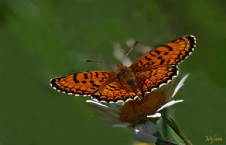 Trkistan parhan (Melitaea arduinna)