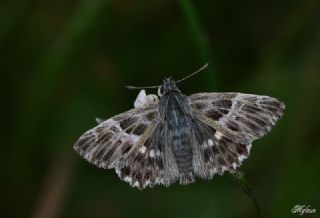 ark Zpzp (Carcharodus orientalis)