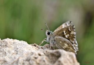 �ark Z�pz�p�&nbsp;(Carcharodus&nbsp;orientalis)