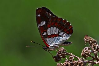 Akdeniz Hanmeli Kelebei (Limenitis reducta)