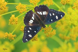 Akdeniz Hanmeli Kelebei (Limenitis reducta)
