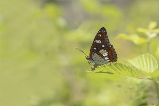 Akdeniz Hanmeli Kelebei (Limenitis reducta)