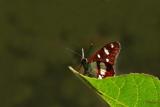 Akdeniz Hanmeli Kelebei (Limenitis reducta)