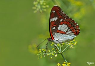 Akdeniz Hanmeli Kelebei (Limenitis reducta)