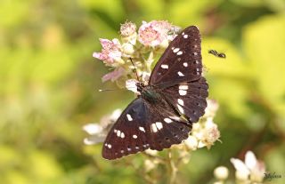 Akdeniz Hanmeli Kelebei (Limenitis reducta)