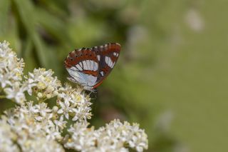 Akdeniz Hanmeli Kelebei (Limenitis reducta)